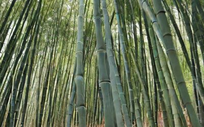 Ropa de Bambú Orgánico: Cómoda y Sostenible
