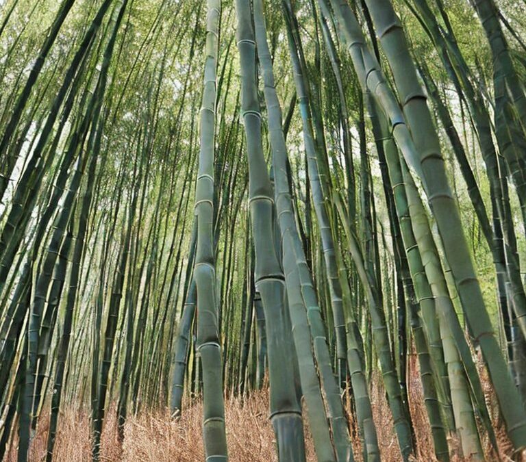 Ropa de Bambú Orgánico: Cómoda y Sostenible